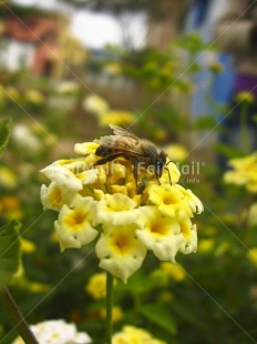 Fair Trade Photo Animals, Bee, Closeup, Colour image, Day, Environment, Flower, Focus on foreground, Garden, Green, Nature, Outdoor, Peru, Seasons, South America, Summer, Sustainability, Values, Vertical, Yellow