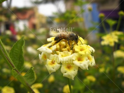 Fair Trade Photo Animals, Bee, Closeup, Colour image, Day, Environment, Flower, Focus on foreground, Garden, Green, Horizontal, Nature, Outdoor, Peru, Seasons, South America, Summer, Sustainability, Values, Yellow