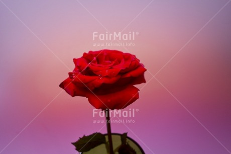 Fair Trade Photo Closeup, Colour image, Flower, Horizontal, Indoor, Love, Marriage, Mothers day, Peru, Red, Rose, South America, Studio, Valentines day, Waterdrop