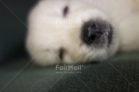 Fair Trade Photo Activity, Animals, Baby, Closeup, Colour image, Cute, Dog, Funny, Horizontal, Lying, People, Peru, Relaxing, Sleeping, South America, White