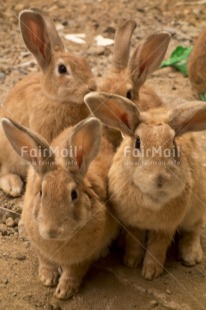 Fair Trade Photo Activity, Animals, Colour image, Cute, Day, Family, Friendship, Looking at camera, Outdoor, Peru, Rabbit, South America, Together, Vertical