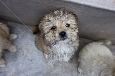 Fair Trade Photo Activity, Animals, Colour image, Cute, Day, Dog, Funny, Horizontal, Looking at camera, Outdoor, Peru, South America