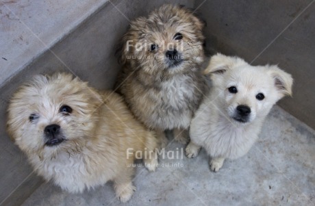 Fair Trade Photo Activity, Animals, Colour image, Cute, Day, Dog, Family, Friendship, Funny, Horizontal, Looking at camera, Outdoor, Peru, South America, Together