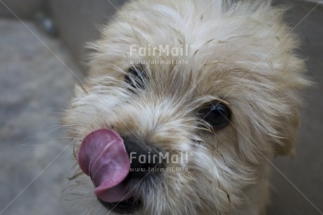 Fair Trade Photo Activity, Animals, Colour image, Cute, Day, Dog, Funny, Horizontal, Looking at camera, Outdoor, Peru, South America