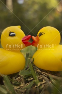 Fair Trade Photo Animals, Closeup, Colour image, Cute, Day, Duck, Friendship, Love, Outdoor, Peru, South America, Vertical, Yellow