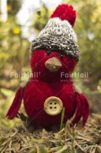 Fair Trade Photo Animals, Bird, Christmas, Closeup, Colour image, Cute, Peru, Red, South America, Vertical