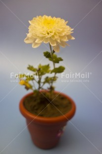 Fair Trade Photo Colour image, Flower, Growth, Indoor, Peru, Pot, South America, Studio, Vertical, White