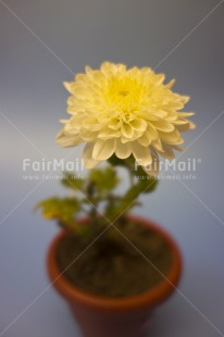 Fair Trade Photo Colour image, Flower, Growth, Indoor, Peru, Pot, South America, Studio, Vertical, White