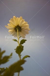 Fair Trade Photo Colour image, Flower, Growth, Indoor, Peru, Pot, South America, Studio, Vertical, White