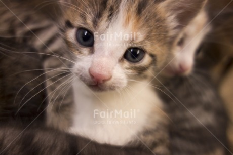 Fair Trade Photo Activity, Animals, Cat, Closeup, Colour image, Cute, Horizontal, Looking at camera, Peru, South America