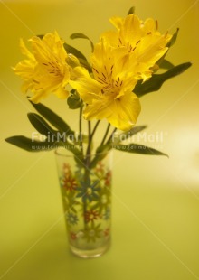 Fair Trade Photo Colour image, Flower, Peru, South America, Studio, Vertical, Yellow