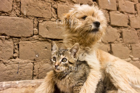 Fair Trade Photo Activity, Animals, Cat, Cute, Day, Dog, Friendship, Horizontal, Hugging, Outdoor, Peru, South America