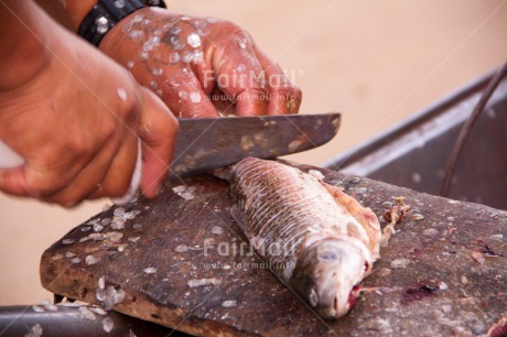 Fair Trade Photo Activity, Animals, Closeup, Cooking, Fish, Hand, Horizontal, Market, Peru, South America