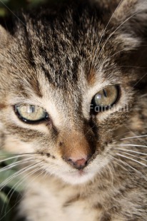 Fair Trade Photo Activity, Animals, Cat, Closeup, Colour image, Looking at camera, Peru, South America, Vertical