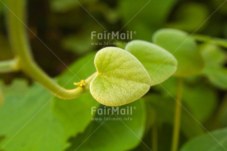 Fair Trade Photo Closeup, Focus on foreground, Green, Heart, Horizontal, Leaf, Love, Nature, Peru, South America