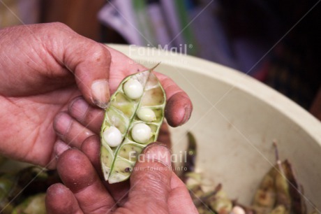 Fair Trade Photo Agriculture, Bean, Closeup, Food and alimentation, Green, Hand, Harvest, Horizontal, Peru, Rural, South America