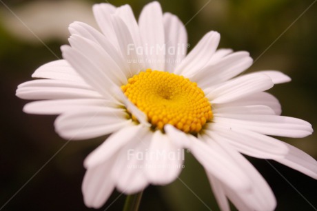 Fair Trade Photo Colour image, Flower, Horizontal, Nature, Peru, South America