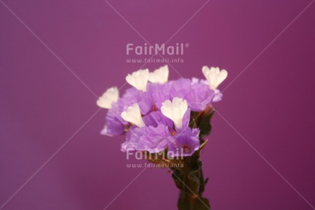 Fair Trade Photo Colour image, Horizontal, Peru, South America