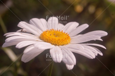 Fair Trade Photo Closeup, Flower, Horizontal, Peru, South America, White, Yellow