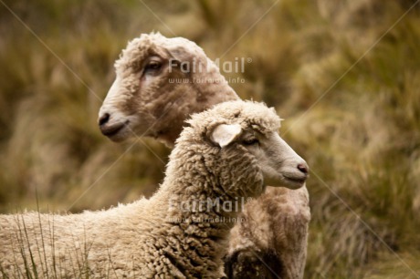 Fair Trade Photo Animals, Friendship, Horizontal, Sheep, Together