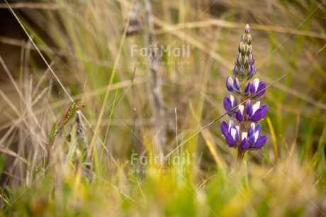 Fair Trade Photo Environment, Flower, Green, Horizontal, Nature, Orchid, Purple, Sustainability, Values