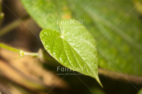 Fair Trade Photo Closeup, Green, Horizontal, Leaf, Nature, Plant, Sustainability, Tree, Values