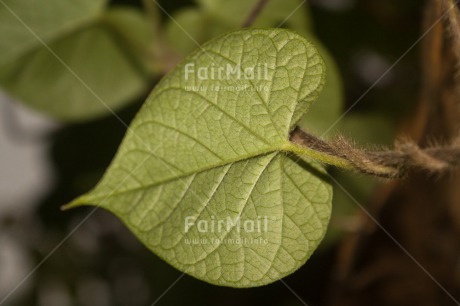 Fair Trade Photo Closeup, Green, Horizontal, Leaf, Nature, Plant, Sustainability, Tree, Values