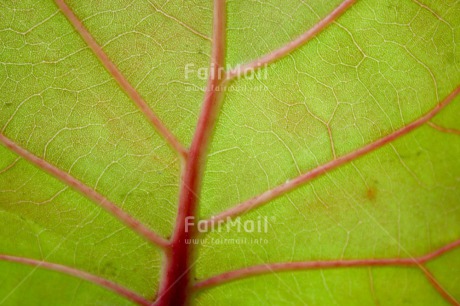 Fair Trade Photo Closeup, Green, Horizontal, Leaf, Nature, Plant, Sustainability, Tree, Values