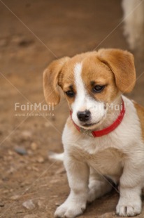 Fair Trade Photo Animals, Cute, Day, Dog, Outdoor, Puppy, Vertical