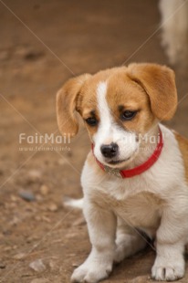 Fair Trade Photo Animals, Cute, Day, Dog, Outdoor, Puppy, Vertical