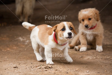 Fair Trade Photo Animals, Cute, Day, Dog, Horizontal, Outdoor, Puppy