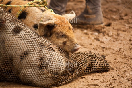 Fair Trade Photo Agriculture, Animals, Care, Health, Horizontal, Market, Pig, Swine