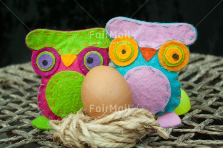 Fair Trade Photo Animals, Bird, Birth, Closeup, Colour image, Easter, Egg, Family, Friendship, Horizontal, Love, Nest, New baby, Owl, Peru, South America