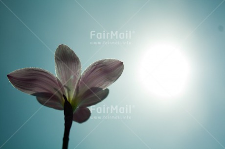 Fair Trade Photo Backlit, Colour image, Condolence-Sympathy, Evening, Flower, Horizontal, Light, Low angle view, Outdoor, Peru, South America, Spirituality, Wellness