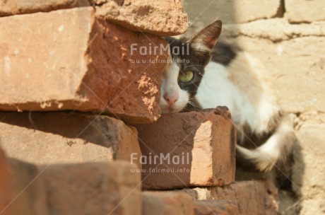 Fair Trade Photo Activity, Animals, Brick, Cat, Colour image, Day, Horizontal, Looking at camera, Outdoor, Peru, South America, Streetlife