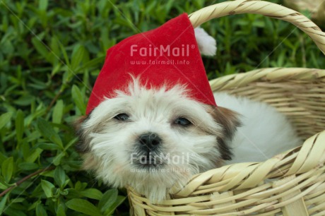 Fair Trade Photo Activity, Animals, Basket, Christmas, Colour image, Cute, Dog, Garden, Hat, Horizontal, Looking at camera, Peru, South America