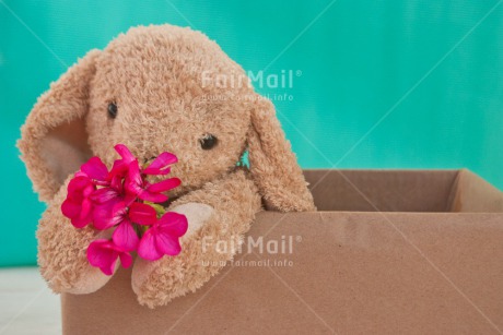 Fair Trade Photo Animals, Birthday, Blue, Box, Colour image, Congratulations, Flower, Friendship, Get well soon, Love, New beginning, Peluche, Peru, Purple, Rabbit, Sorry, South America, Thinking of you