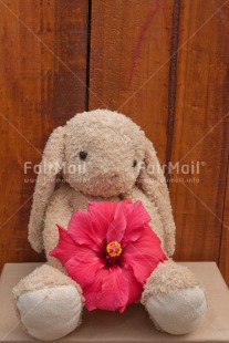 Fair Trade Photo Animals, Birthday, Colour image, Congratulations, Flower, Friendship, Get well soon, Love, New beginning, Peluche, Peru, Purple, Rabbit, Sorry, South America, Thinking of you