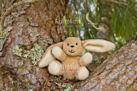 Fair Trade Photo Birth, Birthday, Chachapoyas, Colour image, Friendship, Horizontal, Nature, New baby, Peluche, Peru, South America, Thinking of you, Tree