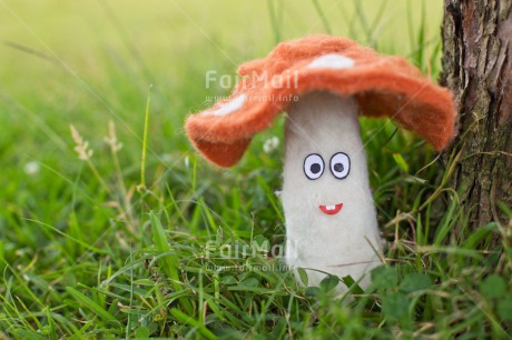 Fair Trade Photo Birthday, Chachapoyas, Colour image, Friendship, Green, Horizontal, Mushroom, Peru, South America, Thank you, Thinking of you, Tree