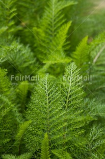 Fair Trade Photo Background, Chachapoyas, Colour image, Green, Leaf, Nature, Peru, South America, Vertical