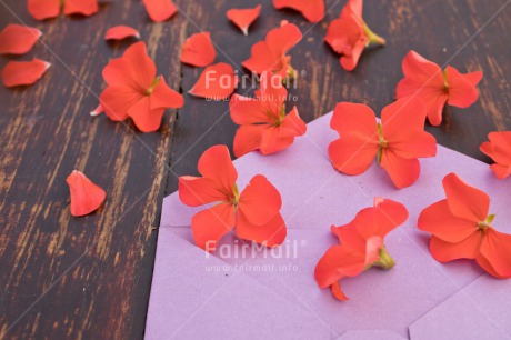 Fair Trade Photo Birthday, Colour image, Envelope, Flower, Friendship, Horizontal, Love, Marriage, Mothers day, Peru, Petals, Purple, Red, South America, Thank you, Thinking of you, Valentines day, Wedding, Welcome home, Wood