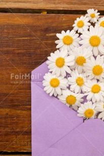 Fair Trade Photo Birthday, Colour image, Daisy, Envelope, Flower, Friendship, Love, Marriage, Mothers day, Peru, Purple, South America, Thank you, Thinking of you, Valentines day, Vertical, Wedding, Welcome home, White, Wood, Yellow