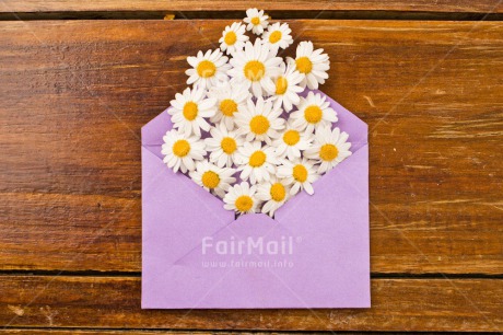 Fair Trade Photo Birthday, Colour image, Daisy, Envelope, Flower, Friendship, Horizontal, Love, Marriage, Mothers day, Peru, Purple, South America, Thank you, Thinking of you, Valentines day, Wedding, Welcome home, White, Wood, Yellow