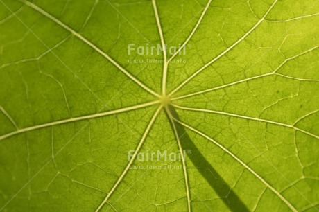 Fair Trade Photo Backlight, Birth, Birthday, Care, Change, Climate, Colour, Colour image, Condolence-Sympathy, Earth, Eco-friendly, Environment, Friendship, Future, Get well soon, Globe, Green, Horizontal, Leaf, Life, Light, Nature, Object, Peru, Place, Planet, Pollution, Protection, Resilience, Shooting style, Silhouette, Sorry, South America, Strength, Success, Thank you, World