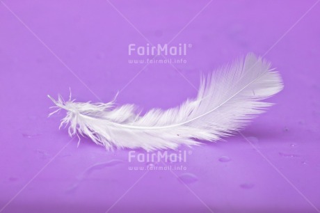 Fair Trade Photo Adjective, Colour, Colour image, Feather, Friendship, Get well soon, Horizontal, Peace, Peru, Place, Purple, Sorry, South America, Spirituality, Thank you, Thinking of you, Values, White