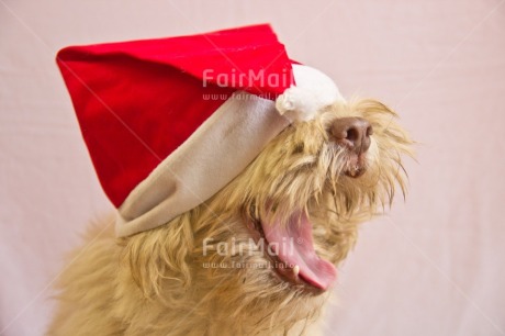 Fair Trade Photo Activity, Adjective, Animal, Animals, Celebrating, Christmas, Christmas decoration, Christmas hat, Colour, Dog, Horizontal, Object, People, Present, Puppy, Red, Santaclaus