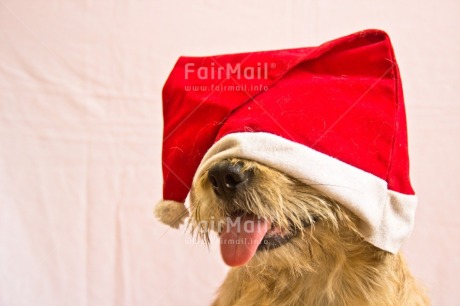 Fair Trade Photo Activity, Adjective, Animal, Animals, Celebrating, Christmas, Christmas decoration, Christmas hat, Colour, Dog, Horizontal, Object, People, Present, Puppy, Red, Santaclaus