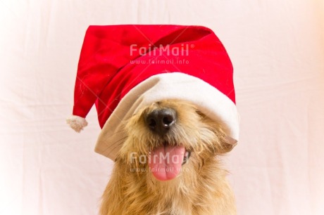 Fair Trade Photo Activity, Adjective, Animal, Animals, Celebrating, Christmas, Christmas decoration, Christmas hat, Colour, Dog, Horizontal, Object, People, Present, Puppy, Red, Santaclaus