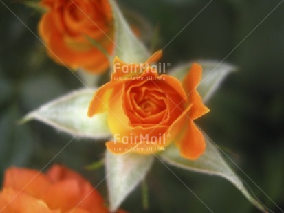 Fair Trade Photo Christmas, Colour image, Condolence-Sympathy, Flower, Food and alimentation, Fruits, High angle view, Horizontal, Nature, Orange, Peru, South America, Star